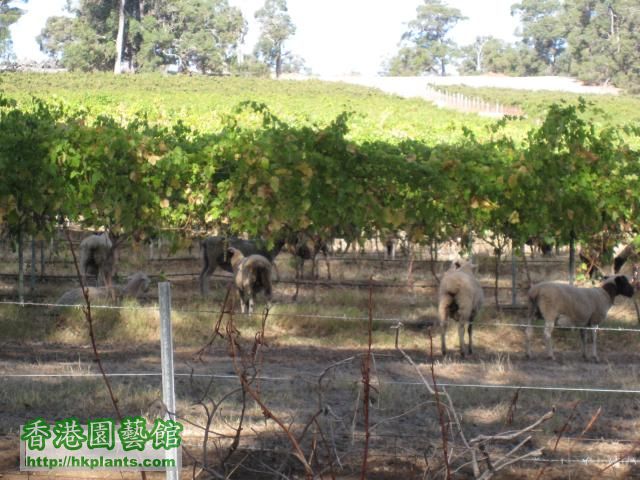 農場內d大大小小嘅羊加埋都有百幾隻. 佢地主要係食生得低的葡萄