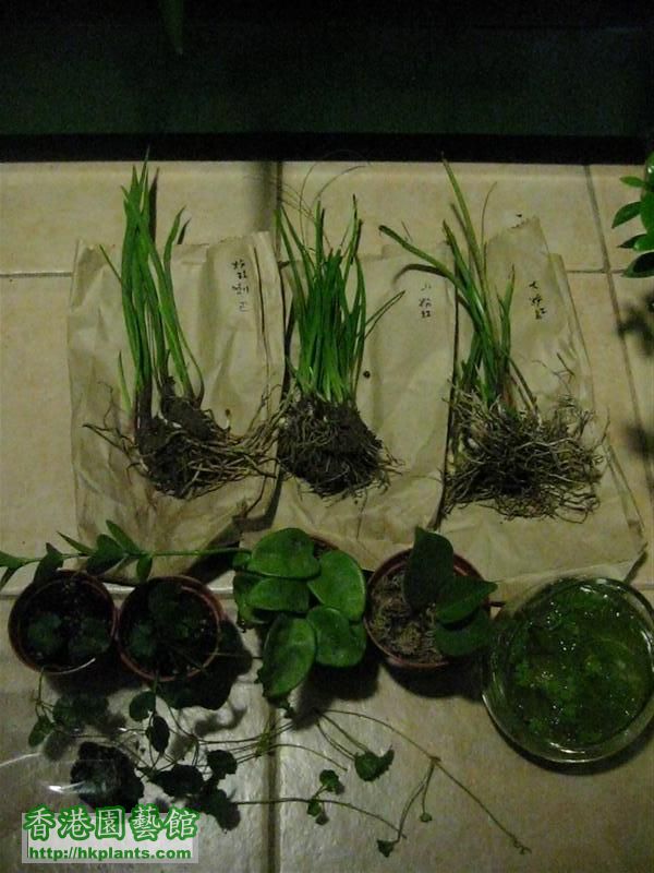 上:三種風雨蘭,下:"兩梱鯉藻",三棵球蘭(紫,橙,米白色),兩種食蟲植物 ...