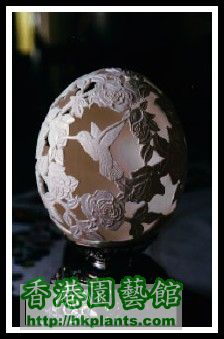 WHAT CAN YOU DO WITH AN EGG SHELL5.jpg