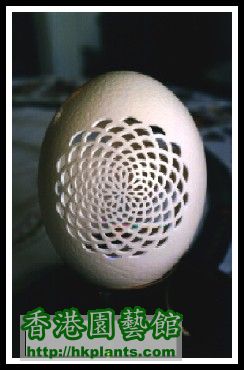 WHAT CAN YOU DO WITH AN EGG SHELL7.jpg