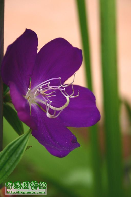 Tibouchina semidecandra 巴西野牡丹