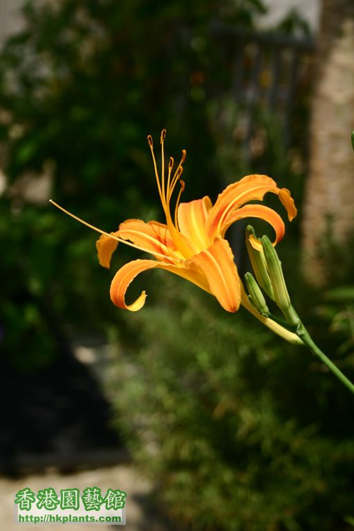 Hemercallis fulva「Orange daylily」金針花,萱草