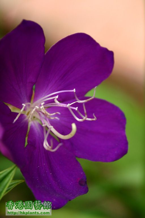 Tibouchina semidecandra 巴西野牡丹