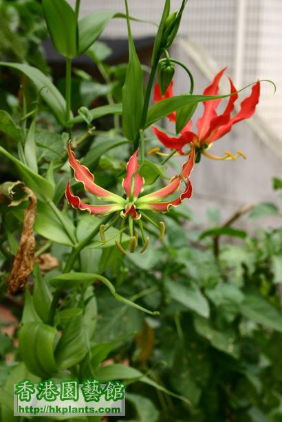 Gloriosa rothschildiana