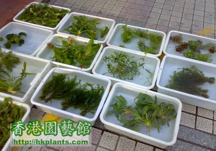 水草