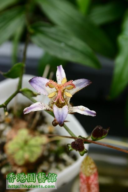 Tricyrtis formosana