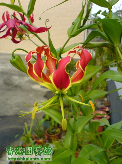 Gloriosa rothschildiana