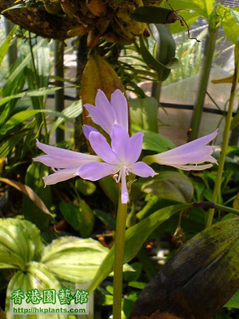 Griffinia espiritensis var. espiritensis