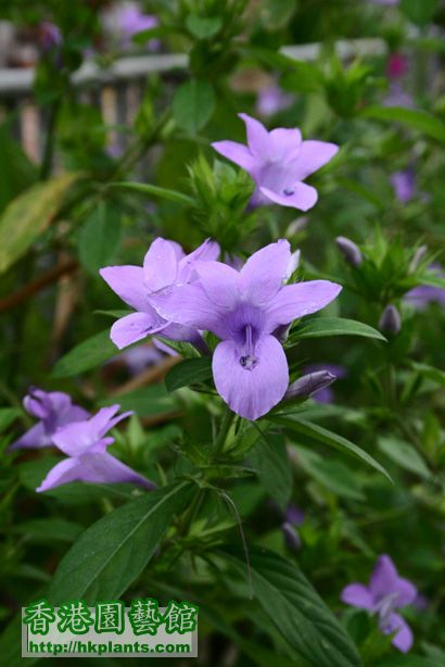 Barleria cristata