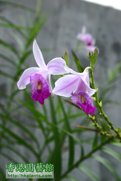 Arundina graminifolia