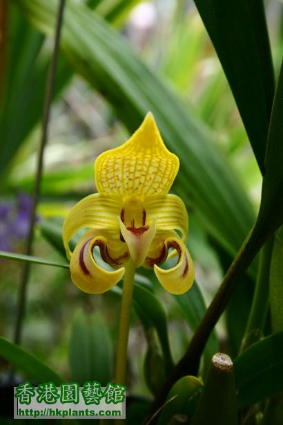 Bulbophyllum dearei Rchb. f