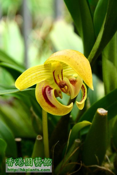 Bulbophyllum dearei Rchb. f