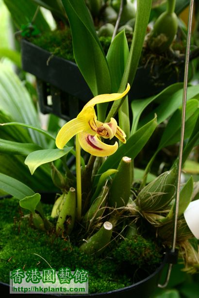 Bulbophyllum dearei Rchb. f