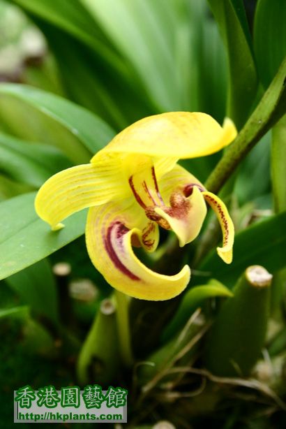 Bulbophyllum dearei Rchb. f