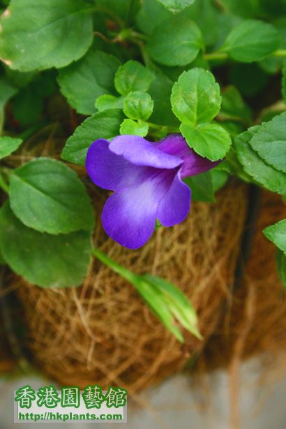 Torenia concolor