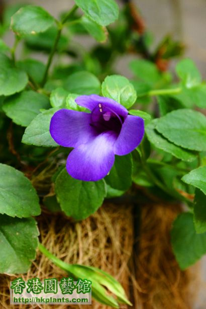 Torenia concolor