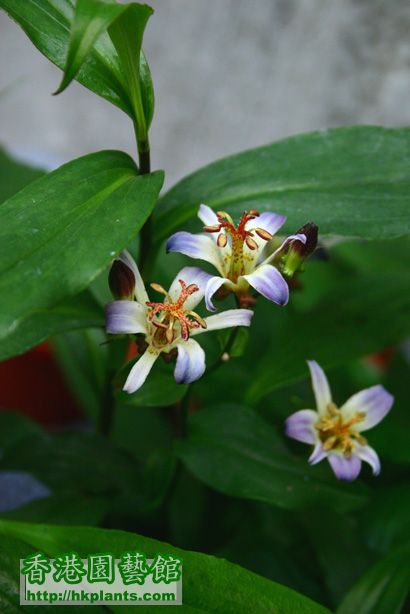 Tricyrtis formosana