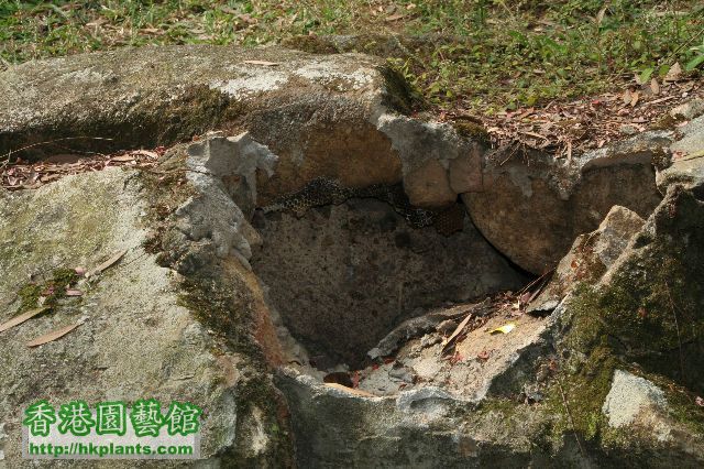 那蜂巢是在路旁沒掩藏處,已遭破壞.