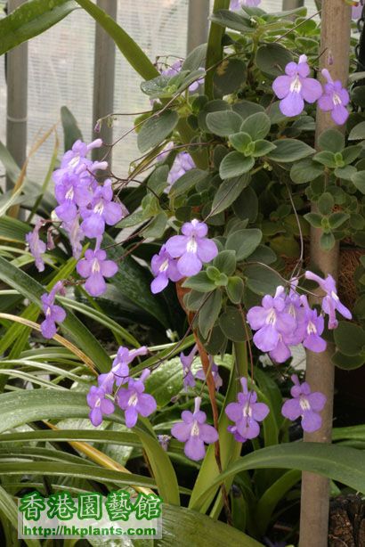 Streptocarpus saxorum