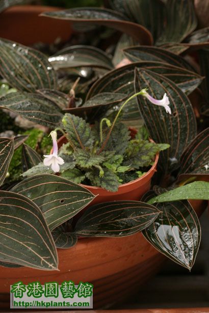 Sinningia sp. 'Rio das pedras'