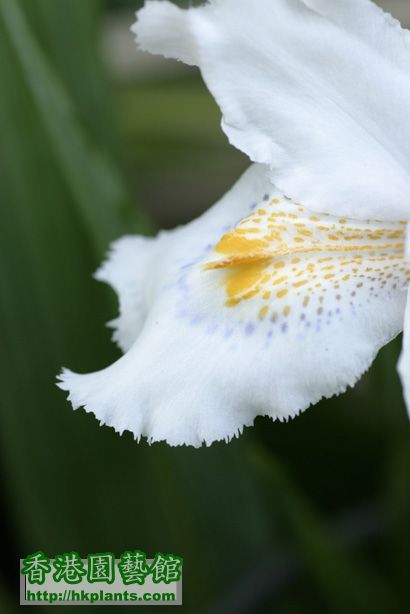 Iris formosana