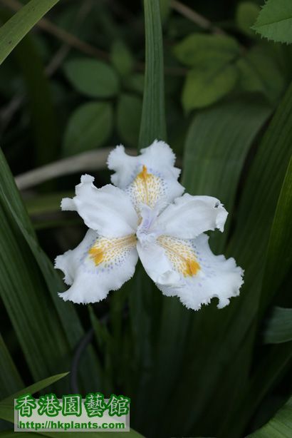 Iris formosana