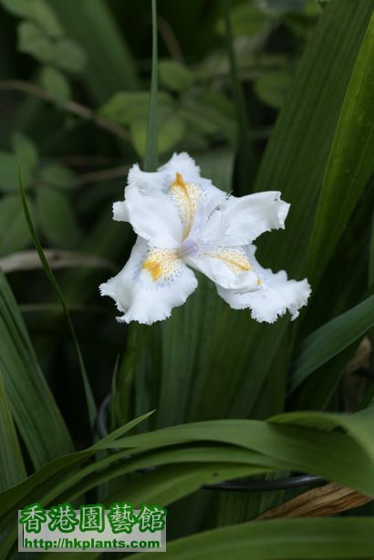 Iris formosana