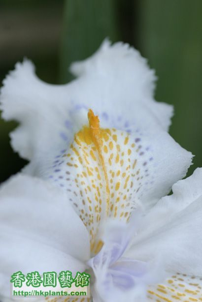 Iris formosana