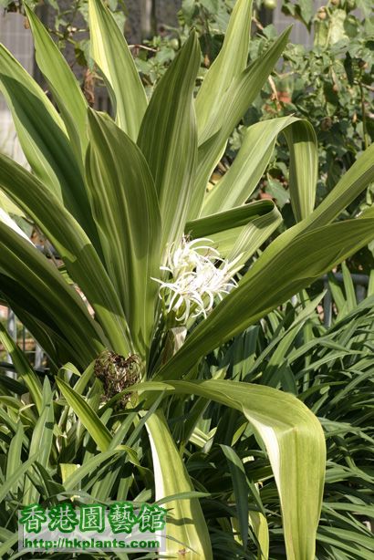 Crinum asiaticum cv.