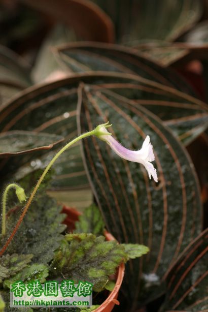 Sinningia sp. 'Rio das pedras'