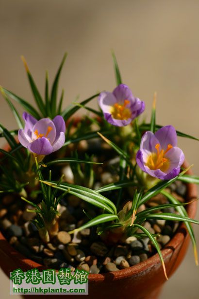 Crocus sieberi ssp. sublimus 'Tricolor'