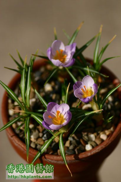 Crocus sieberi ssp. sublimus 'Tricolor'