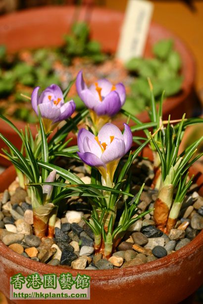 Crocus sieberi ssp. sublimus 'Tricolor'