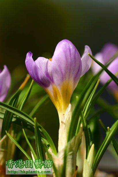 Crocus sieberi ssp. sublimus 'Tricolor'