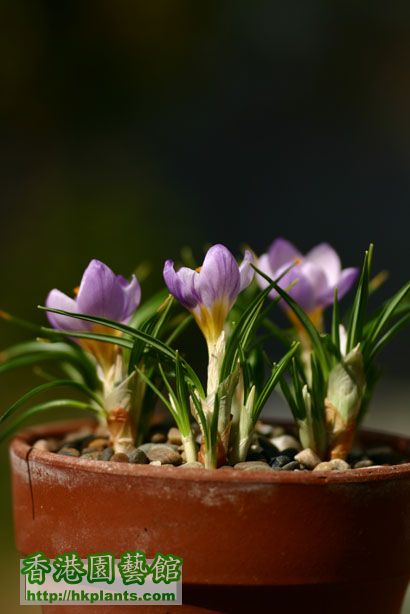 Crocus sieberi ssp. sublimus 'Tricolor'