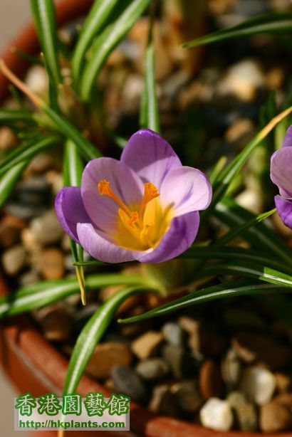 Crocus sieberi ssp. sublimus 'Tricolor'