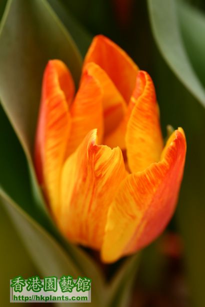 Tulipa 'Mickey Mouse'