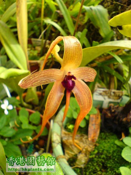 Bulbophyllum echinolabium