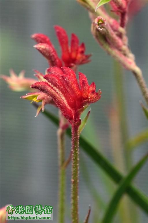 Anigozanthos「Kangaroo paws」