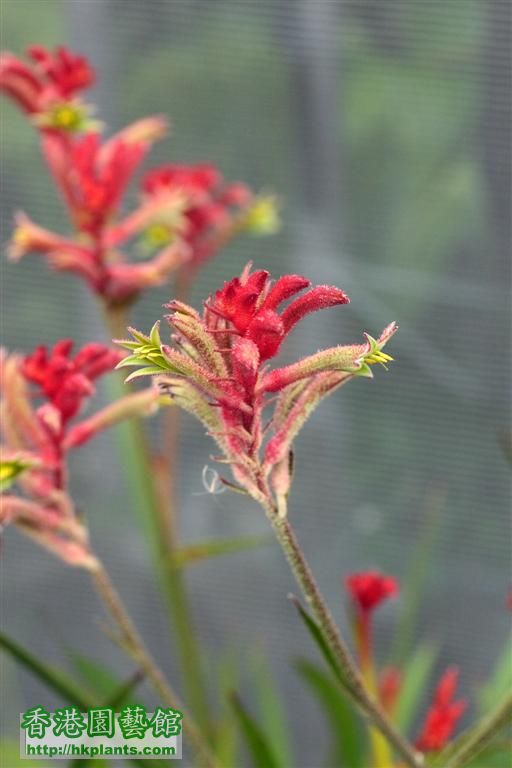 Anigozanthos「Kangaroo paws」