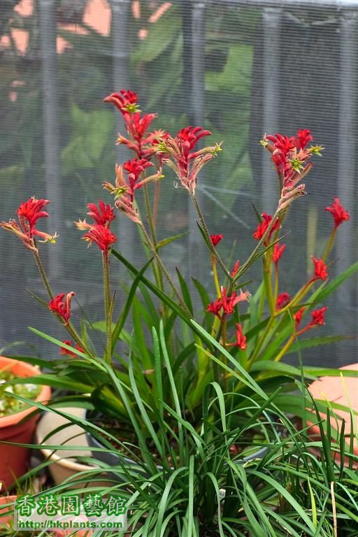 Anigozanthos「Kangaroo paws」