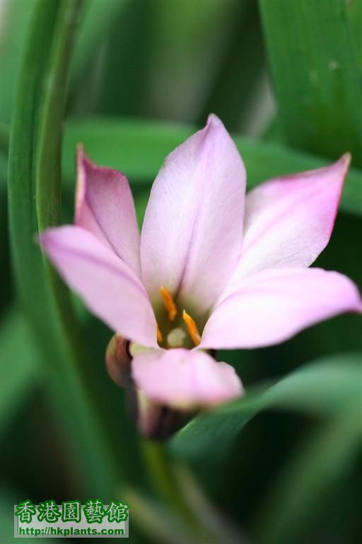 Ipheion uniflorum 'Charlotte Bishop'