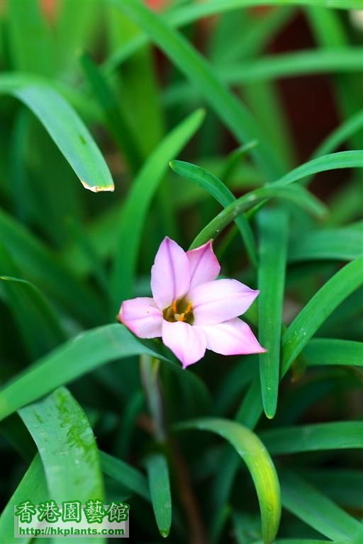 Ipheion uniflorum 'Charlotte Bishop'