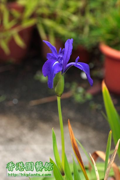 Iris laevigata 'Variegata'