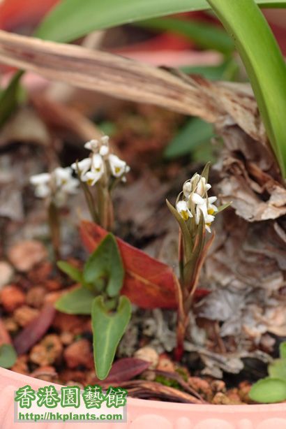 Zeuxine strateumatica (L.) Schltr.