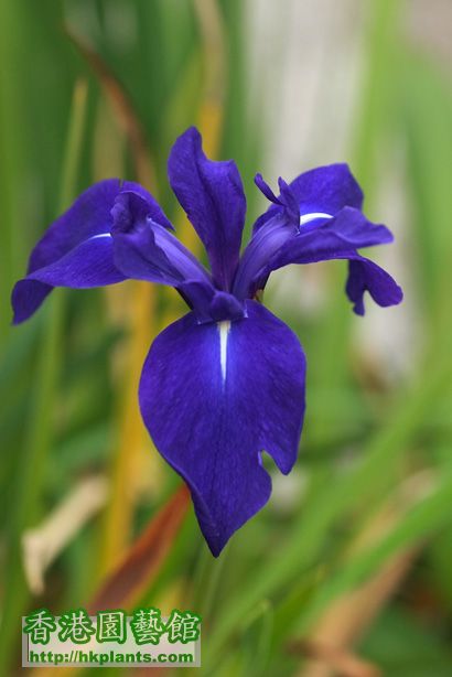 Iris laevigata 'Variegata'