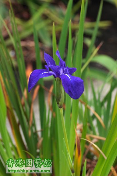 Iris laevigata 'Variegata'