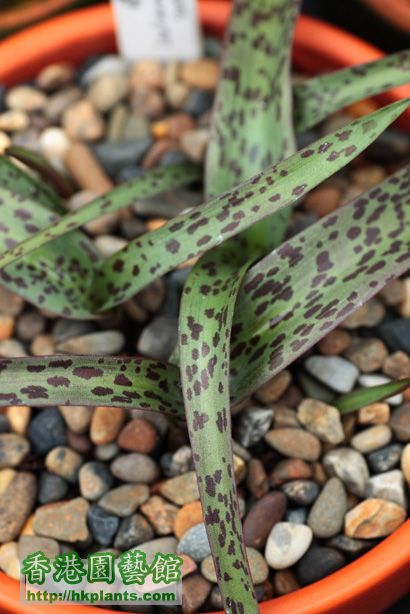 Lachenalia aloides var. vanzyliae