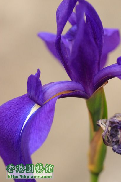 Iris laevigata 'Variegata'