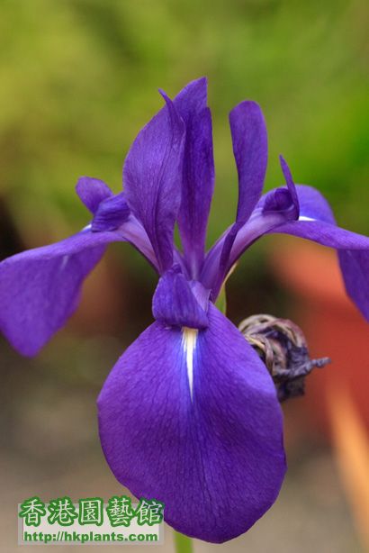 Iris laevigata 'Variegata'